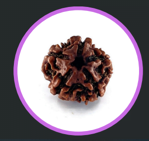 5 Mukhi Rudraksha