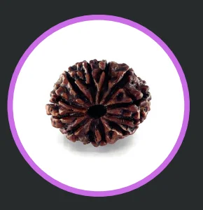 12 Mukhi Rudraksha